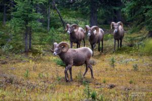 Vier erwachsene, männliche Big Horn Sheeps.