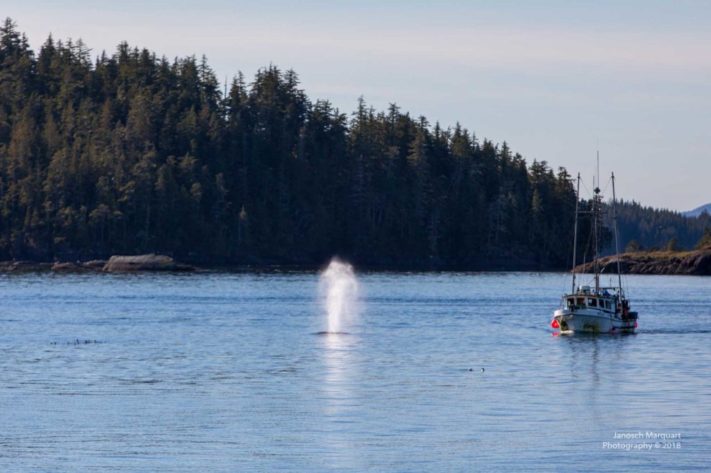 Blowout eines Buckelwals neben Fischerboot.