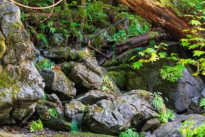 Holztreppe über Steine in kanadischem Regenwald
