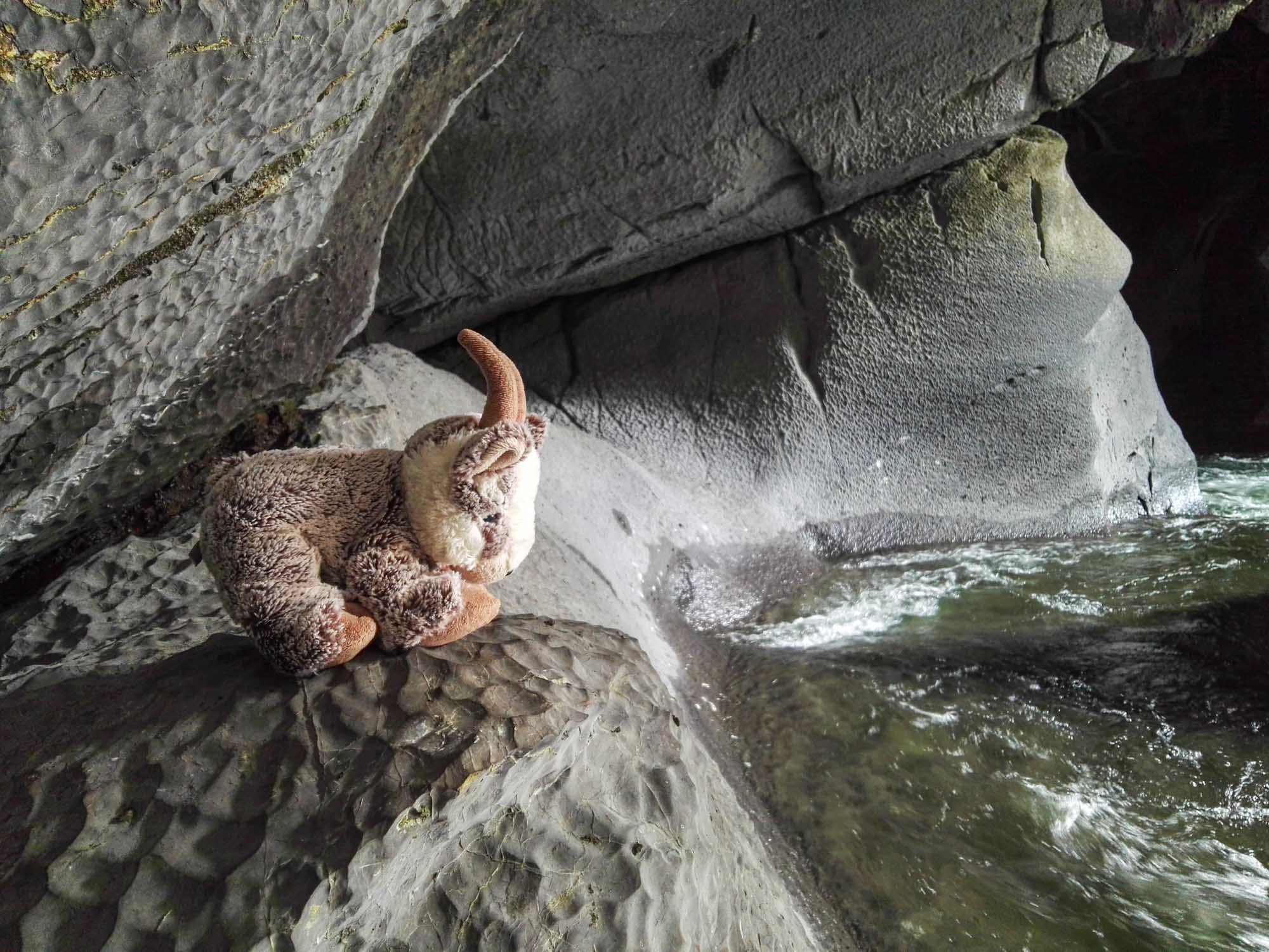 Balznerbock klettert auf einen Stein in der Höhle. 