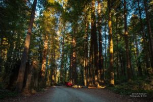 Howland Hill Road im Redwoodwald.